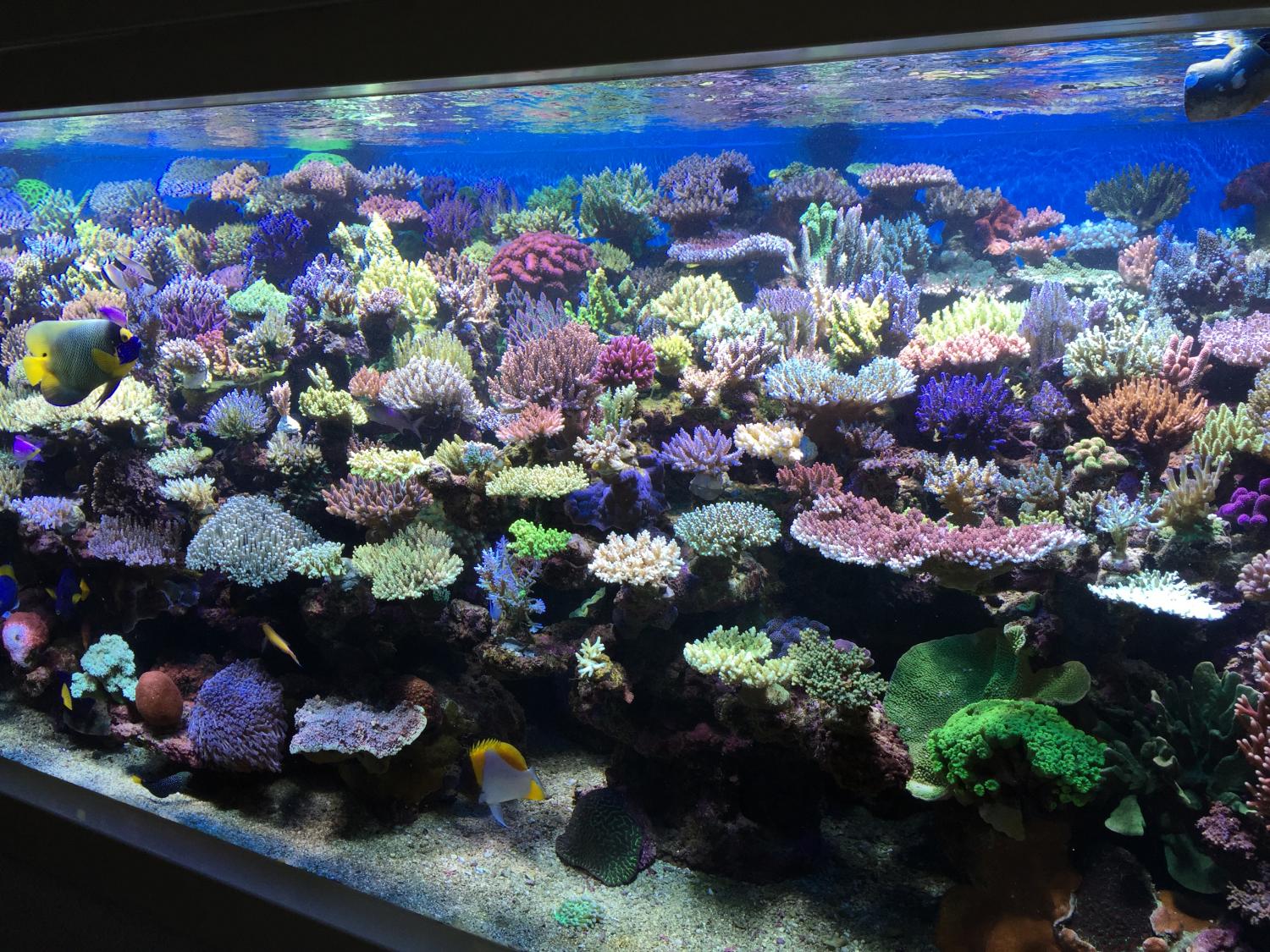 Established coral reef aquarium with thriving marine fish